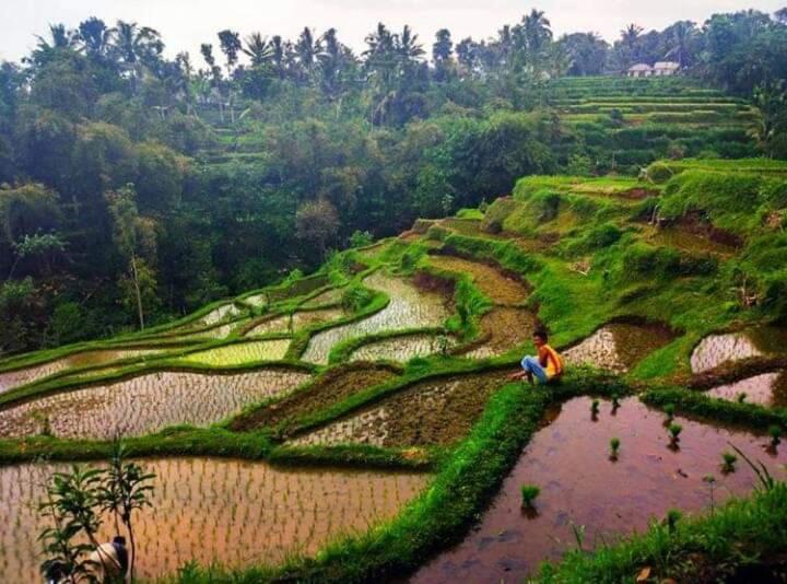 Tetebatu Sama Sama Bungalows Dış mekan fotoğraf